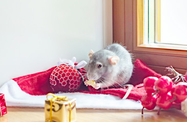 rat - a symbol of chinese new year 2020 - in the Christmas decorations