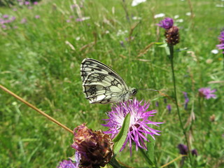 Schmetterling Schachbrettfalter auf Klee