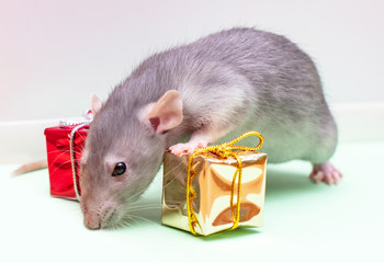 rat - a symbol of chinese new year 2020 - in the Christmas decorations