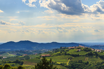 Naklejka premium The beautiful vineyard of Collio, Friuli Venezia-Giulia, Italy