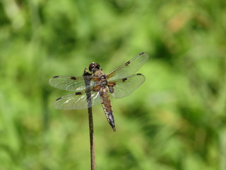 Vierflecklibelle
