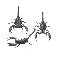 Scorpion on white background with clipping path