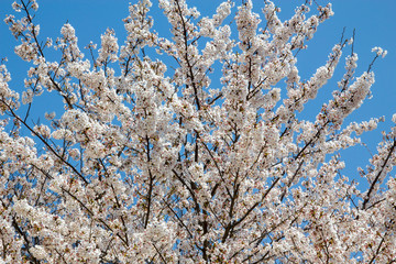 Cherry blossom_01／桜の花_01