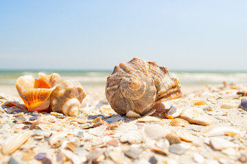 Rapana shells on sand against the background of the sea