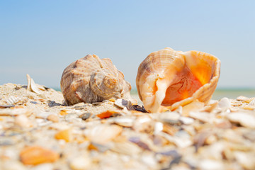 Rapana shells on sand against the background of the sea