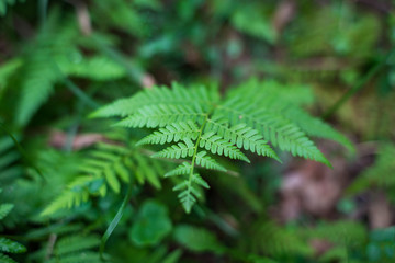 Close up of beautiful fern leaf, frond