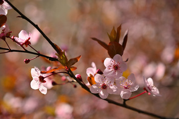 Beautiful nature scene with blooming tree and sun. Easter Sunny day. Spring flowers. Orchard Abstract blurred background in Springtime.