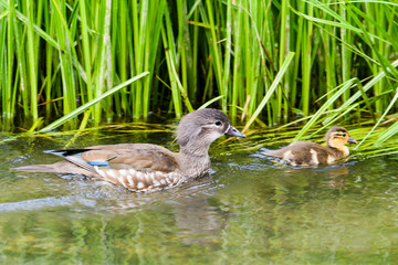 オシドリ親子(Mandarin duck)