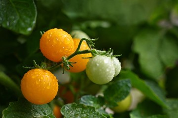 Beautiful fresh little cherry tomatoes on a tree.