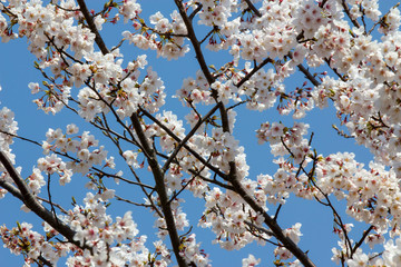 119　Cherry blossom_02／桜の花_02