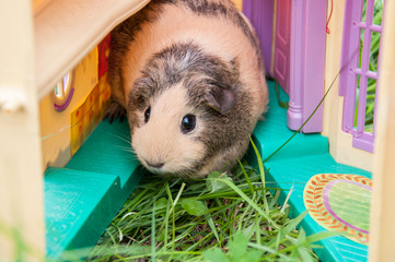Cute Guinea pig beige and black sitting on the grass