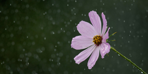Beautiful pink flower in the rain against a blurred natural background. Copy space