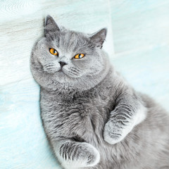 Scottish shorthair cat lying and looking up, adorable and funny pet on a simple background, british kitty in a house