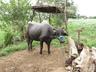 buffalo in farm