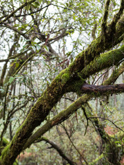 Mossy Rainforest Trees