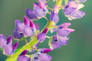 Wild lupine flower, macro natural herbs, herbal extract