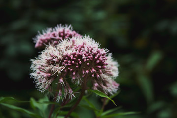 Makro Flower Blume lila