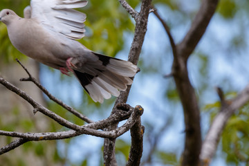 Collared Dove (Streptopelia decaocto).