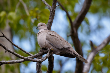 Collared Dove (Streptopelia decaocto).