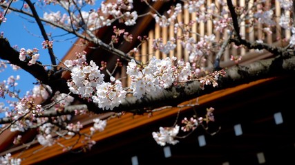 靖國の桜、標本木開花