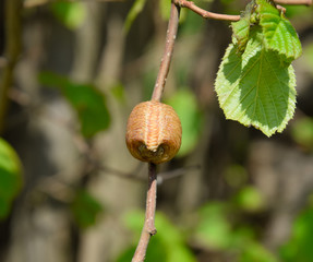 Ootheca mantis on the branches of a tree. The eggs of the insect