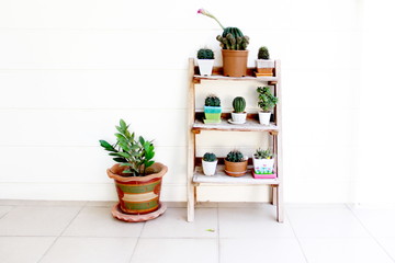Cactus garden on wooden shelf isolated on white background