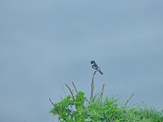 霧の中で元気にさえずるノビタキオス