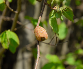 Ootheca mantis on the branches of a tree. The eggs of the insect