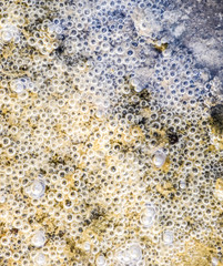 Bubbles of air in mud and silt under water. Background of bubbles, surface texture.