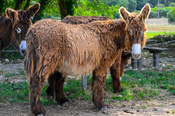 Fototapeta premium Baudet du Poitou