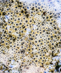 Bubbles of air in mud and silt under water. Background of bubbles, surface texture.