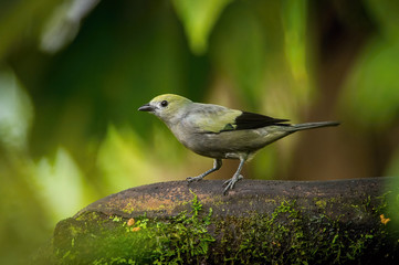 Thraupis palmarum or Palm tanager The bird is perched on the branch nice natural environment of wildlife..