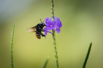 Bumble bee on a purple bloom in Trinidad and Tobafo