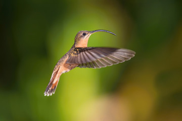 Fototapeta premium Rufous-breasted hermit or Glaucis hirsutus The Hummingbird is hovering and drinking the nectar from the beautiful flower in the rain forest. Nice colorful background...