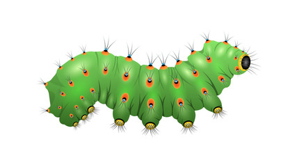 Realistic Caterpillar isolated on a background.