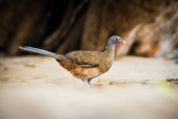 Ortalis ruficauda or Rufous-vented chachalaca The bird is walking along the beach ..