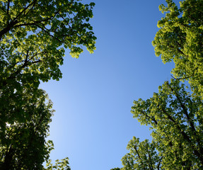 Alley of horse chestnuts against the blue sky. Green trees in th