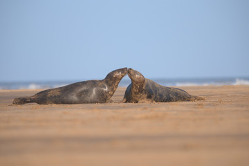 Harbor seal , Common seal , phoca vitulina