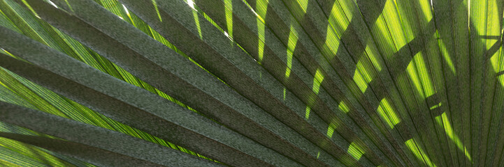 Natural panoramic background of palm leaves. Closeup of palm leaves