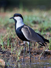 Spur-winged lapwing (Vanellus spinosus)
