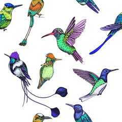 Obraz na płótnie Canvas Sketch hand drawn pattern with hummingbird. Animals illustration colibri birds.