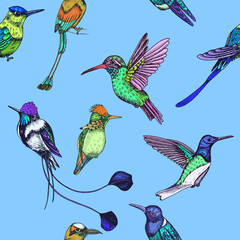 Sketch hand drawn pattern with hummingbird. Animals illustration colibri birds.
