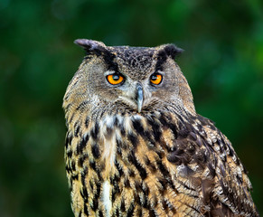 portrait of an eagle owl with dará green background