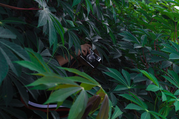 Young women travel on cassava fields, hold old cameras, take pictures.