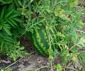 Obraz premium Watermelon in the garden in garden is green.