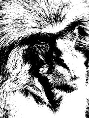 Close up of a Japanese macaque monkey