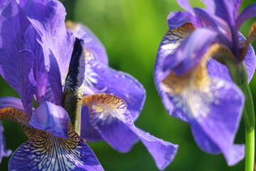 iris in garden