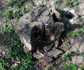 a stump eaten by a beetle carpenter,