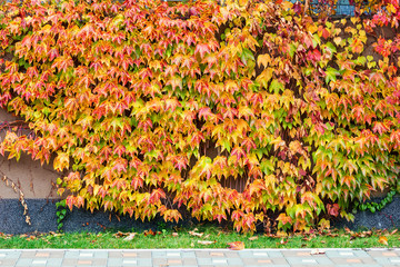 Wall covered with colorful ivy creeper leaves at autumn. Multiclolred natural decorative climber...