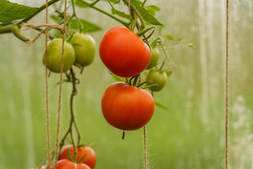 ripening tomatoes in a greenhouse on stems